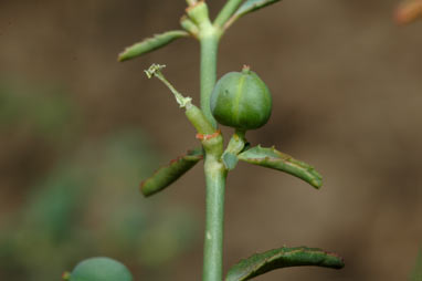 APII jpeg image of Euphorbia planiticola  © contact APII