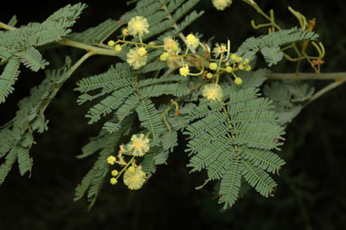 APII jpeg image of Acacia deanei subsp. deanei  © contact APII