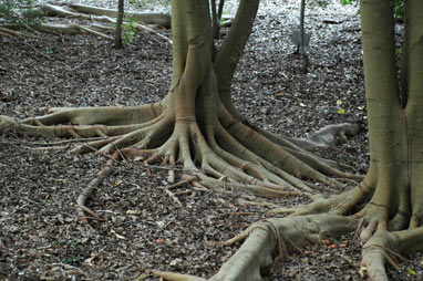 APII jpeg image of Ficus obliqua  © contact APII