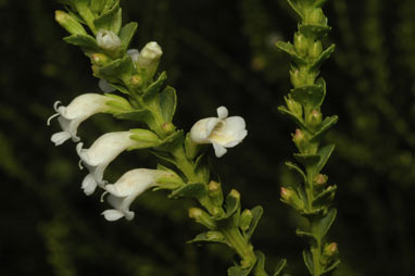 APII jpeg image of Eremophila brevifolia  © contact APII