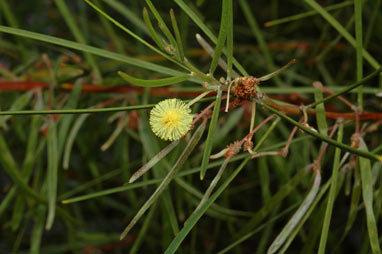 APII jpeg image of Acacia elongata  © contact APII