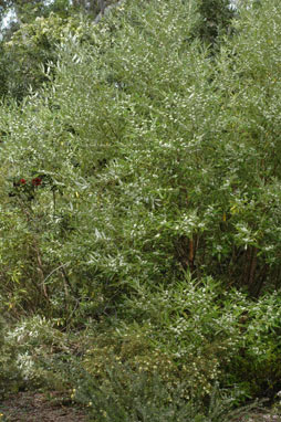 APII jpeg image of Nematolepis squamea subsp. squamea  © contact APII