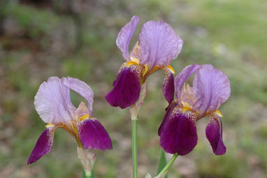 APII jpeg image of Iris germanica  © contact APII