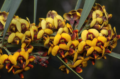 APII jpeg image of Daviesia mimosoides  © contact APII