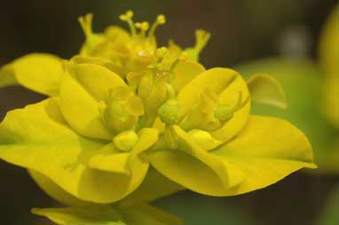 APII jpeg image of Euphorbia oblongata  © contact APII
