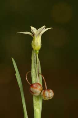 APII jpeg image of Sisyrinchium rosulatum  © contact APII