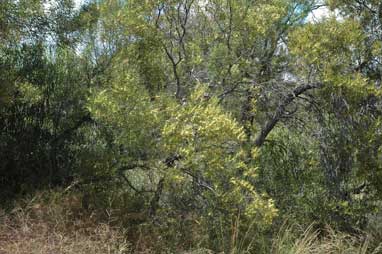 APII jpeg image of Acacia oswaldii  © contact APII