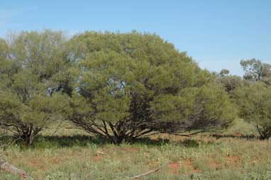 APII jpeg image of Acacia sibirica  © contact APII
