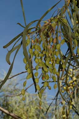 APII jpeg image of Acacia stenophylla  © contact APII