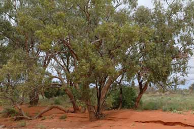APII jpeg image of Eucalyptus populnea  © contact APII