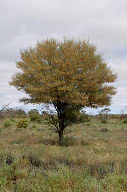 APII jpeg image of Acacia aneura var. tenuis  © contact APII