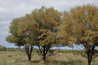 APII jpeg image of Acacia aneura var. tenuis  © contact APII