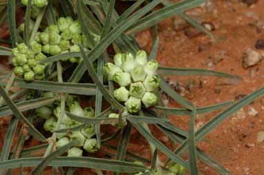 APII jpeg image of Leichhardtia australis  © contact APII