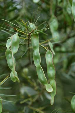 APII jpeg image of Acacia argyrophylla  © contact APII