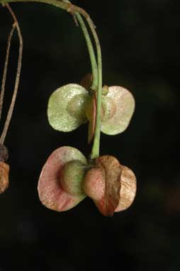 APII jpeg image of Dodonaea rhombifolia  © contact APII