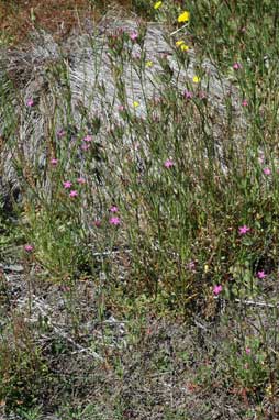 APII jpeg image of Dianthus armeria  © contact APII