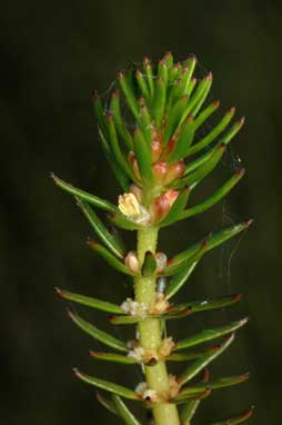 APII jpeg image of Myriophyllum variifolium  © contact APII