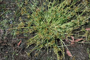 APII jpeg image of Cyperus sanguinolentus  © contact APII