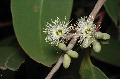 APII jpeg image of Eucalyptus bensonii  © contact APII