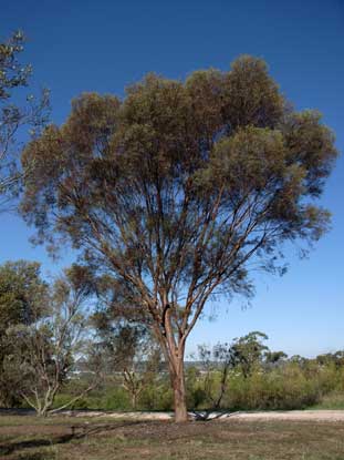 APII jpeg image of Eucalyptus spathulata subsp. spathulata  © contact APII