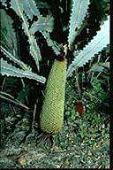 Banksia petiolaris - click for larger image