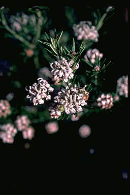 APII jpeg image of Grevillea buxifolia  © contact APII