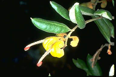 APII jpeg image of Grevillea chrysophaea  © contact APII