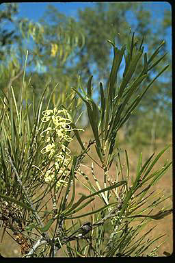 APII jpeg image of Grevillea coriacea  © contact APII