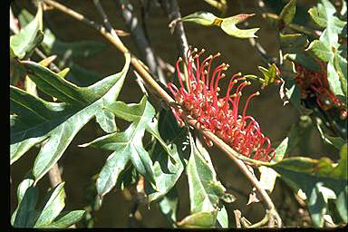 APII jpeg image of Grevillea x gaudichaudii  © contact APII