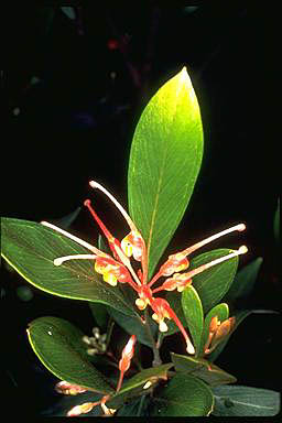 APII jpeg image of Grevillea glossadenia  © contact APII