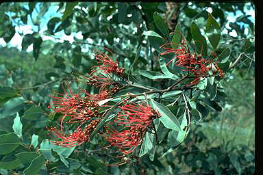 APII jpeg image of Grevillea goodii subsp. decora  © contact APII
