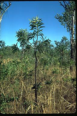 APII jpeg image of Grevillea mimosoides  © contact APII