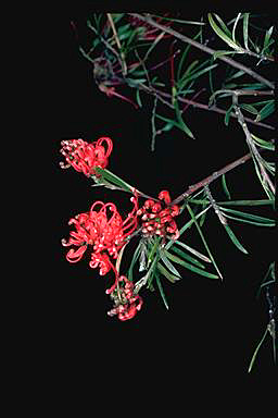 APII jpeg image of Grevillea molyneuxii  © contact APII
