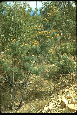 APII jpeg image of Grevillea pteridifolia  © contact APII