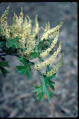 APII jpeg image of Grevillea ramosissima subsp. ramosissima  © contact APII