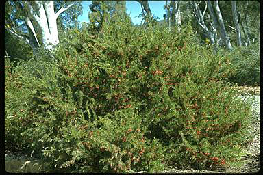 APII jpeg image of Grevillea rosmarinifolia  © contact APII