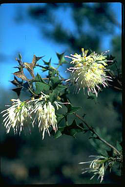 APII jpeg image of Grevillea tenuiflora  © contact APII