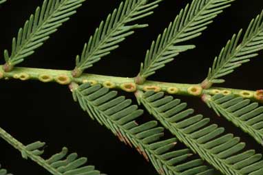 APII jpeg image of Acacia chrysotricha  © contact APII
