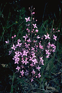 APII jpeg image of Boronia ledifolia  © contact APII