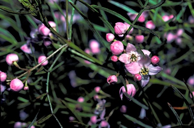 APII jpeg image of Boronia thujona  © contact APII