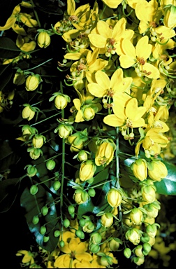 APII jpeg image of Cassia queenslandica  © contact APII