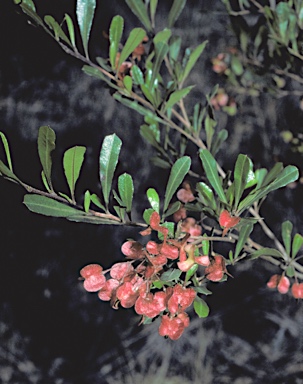 APII jpeg image of Dodonaea viscosa subsp. cuneata  © contact APII