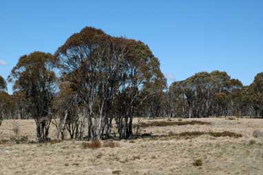 APII jpeg image of Eucalyptus pauciflora  © contact APII