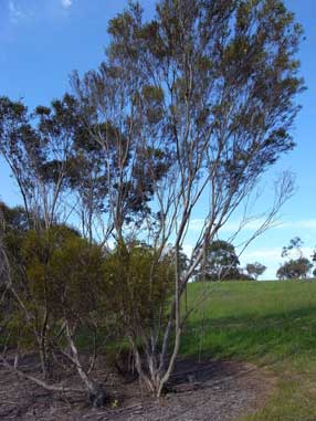 APII jpeg image of Eucalyptus capitosa  © contact APII