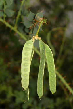 APII jpeg image of Acacia strongylophylla  © contact APII