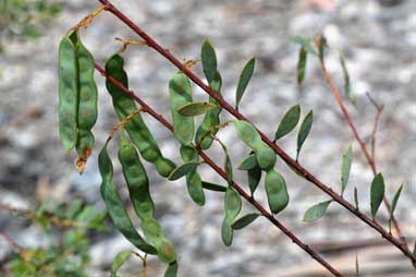 APII jpeg image of Acacia buxifolia  © contact APII