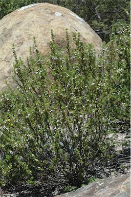 APII jpeg image of Zieria odorifera subsp. williamsii  © contact APII