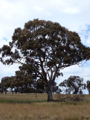 APII jpeg image of Eucalyptus blakeleyi  © contact APII