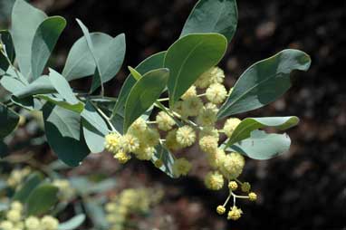 APII jpeg image of Acacia caerulescens  © contact APII