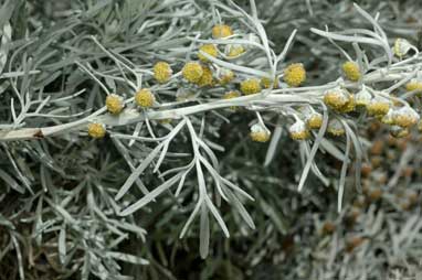 APII jpeg image of Artemisia arborescens  © contact APII